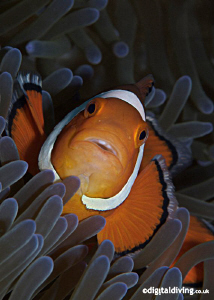 Portrait image of the simple Anemonefish ... by David Henshaw 